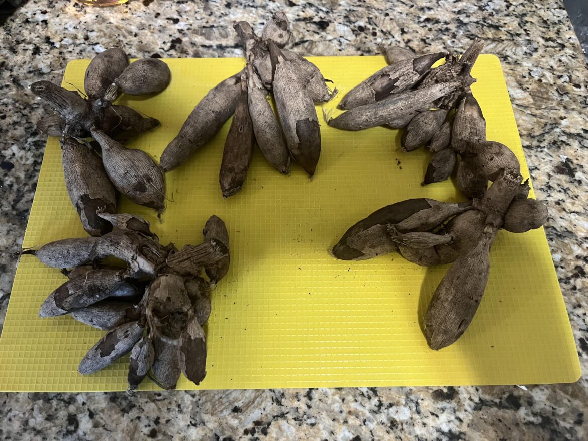 Help! What size pots to start these clumps indoors? Help! What size pots to start these clumps indoors?