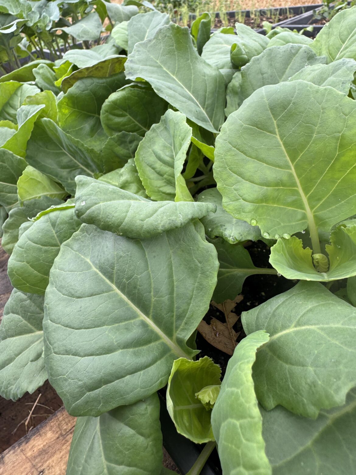 Baby cabbage appreciation post. Only cabbage lovers are allowed to comment! 🥬