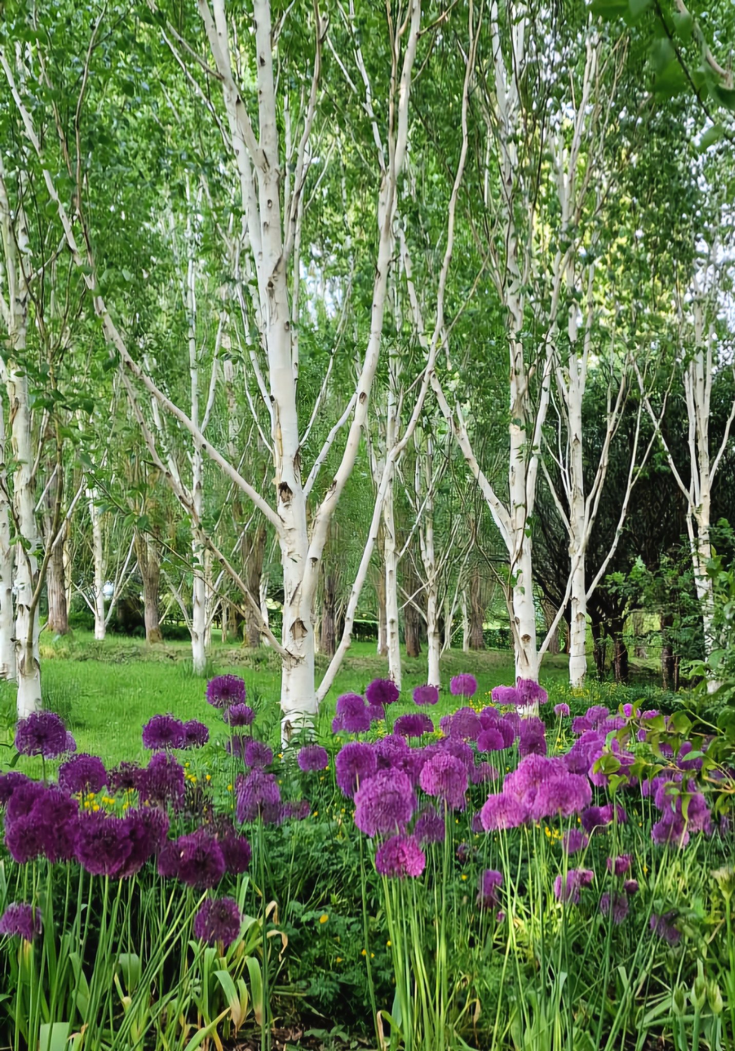 Monteviot House garden, with purple allium flowers in the foreground and white-barked trees in the background.
