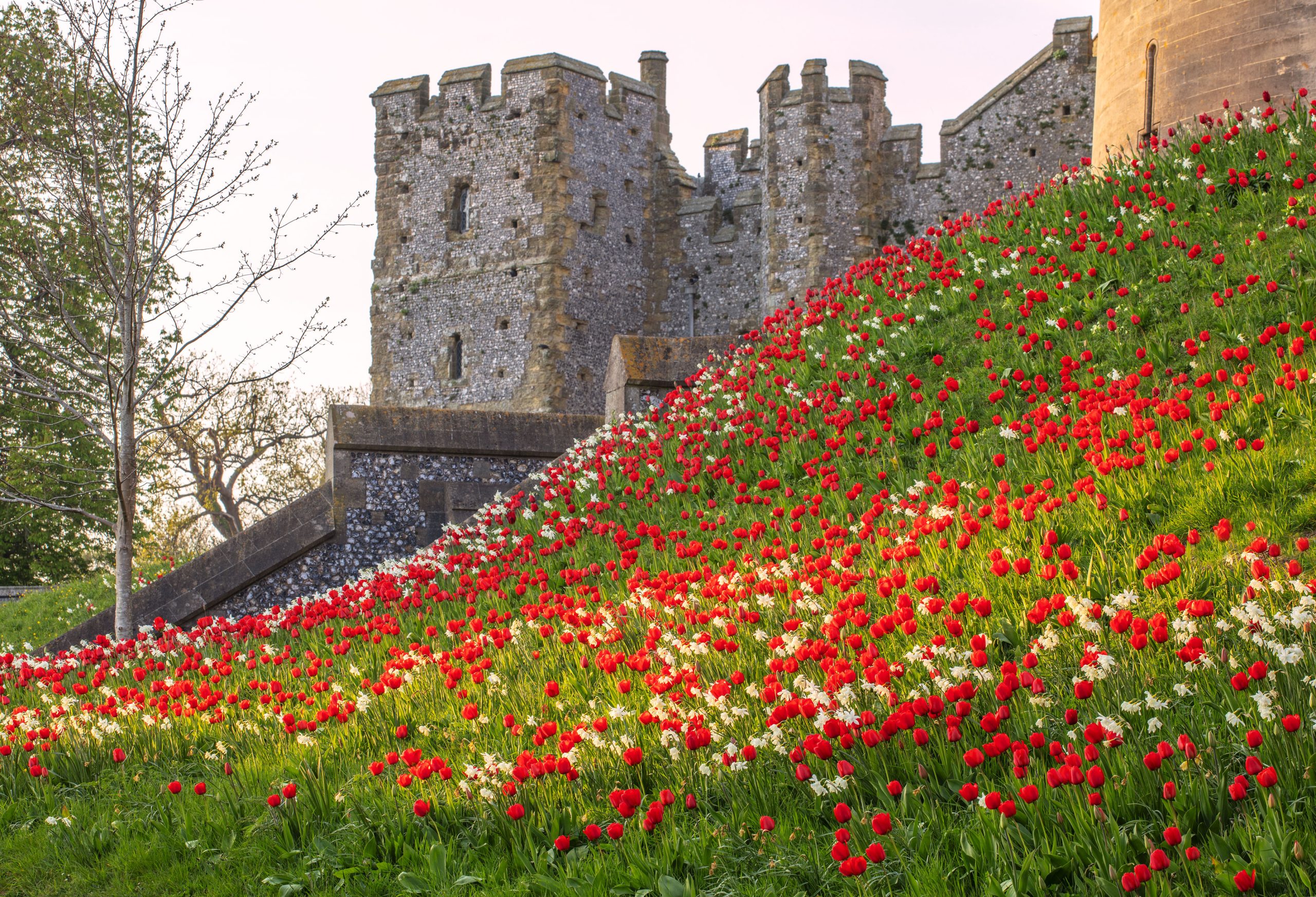 Arundel Castle's grounds feature a hillside garden of red tulips and white daffodils, with a stone castle structure in the background.