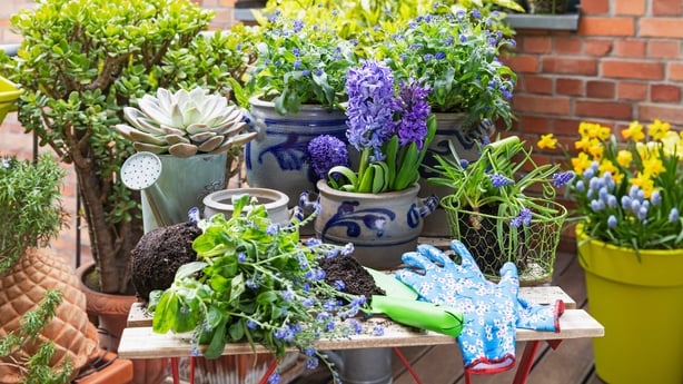 Planting of various springtime flowers in balcony garden