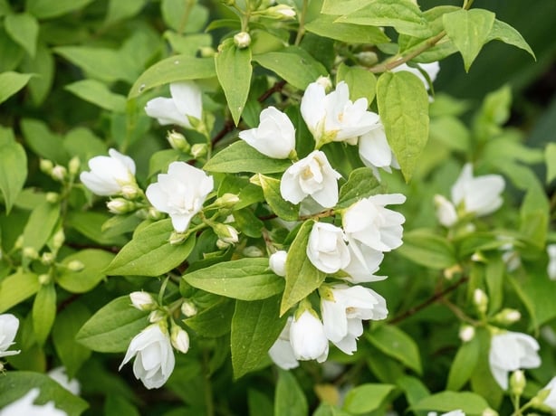 White flowers