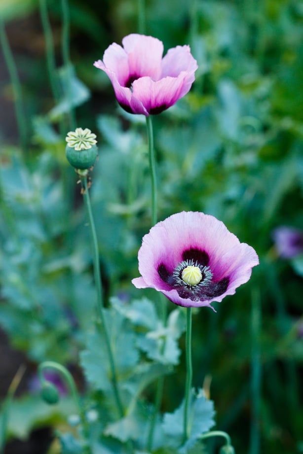 A purple flower