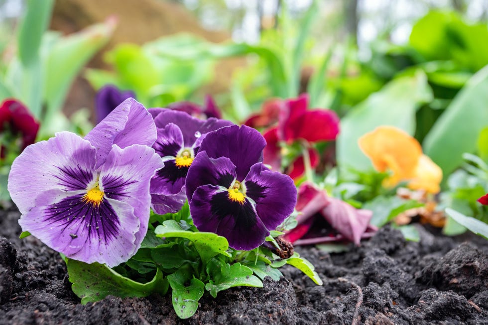Cold-tolerant violas as a gardening task to complete before April ends