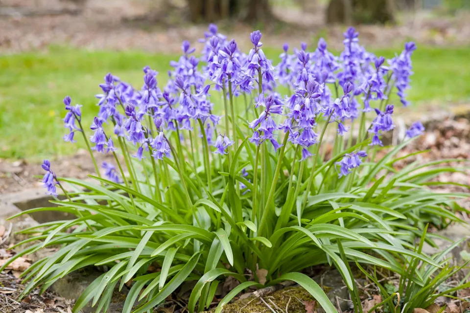 bluebells plant, spanish bluebells (hyacinthoides hispanica) in flower growing in a garden in spring, uk