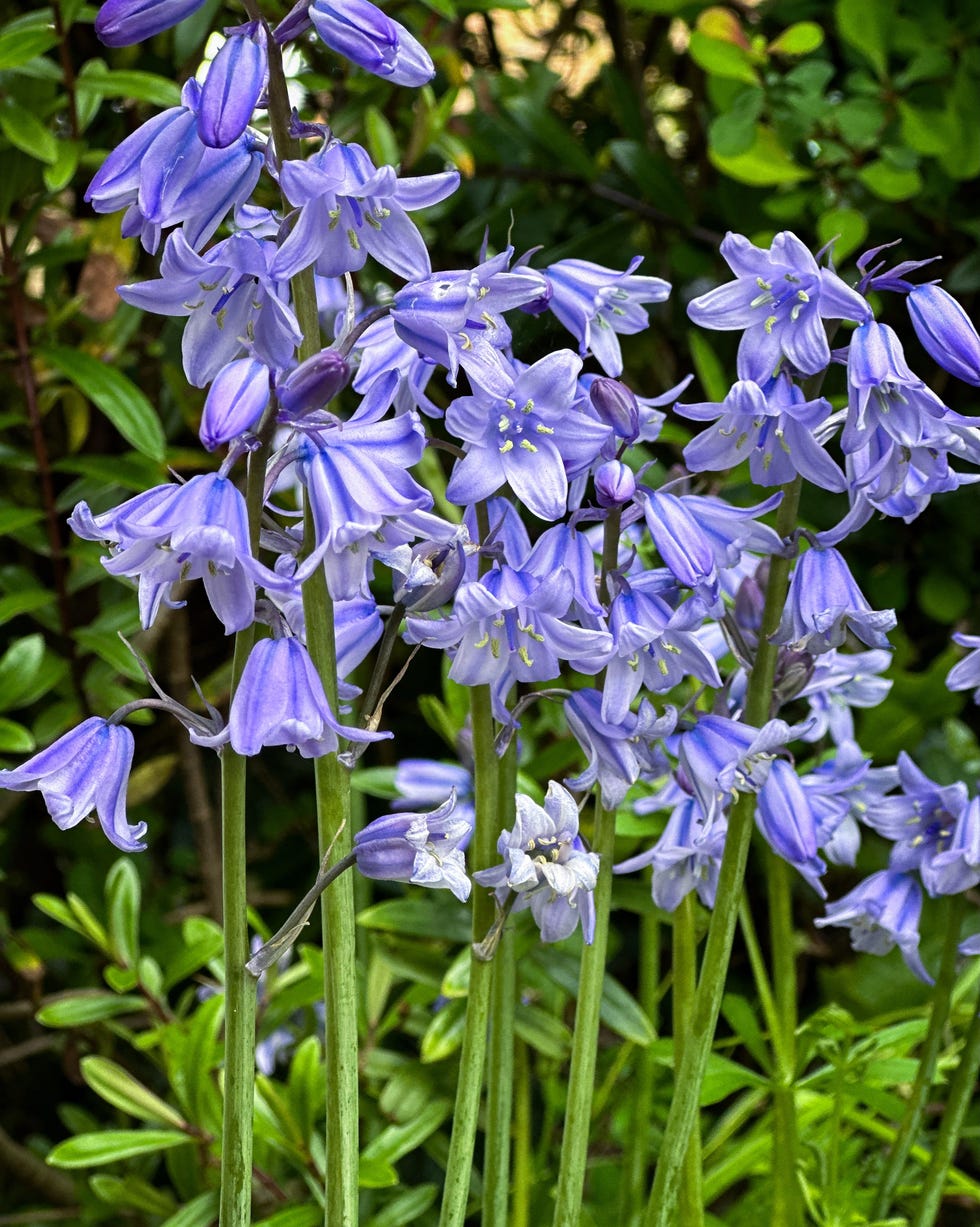 Bluebells close up of bluebell flowers, england