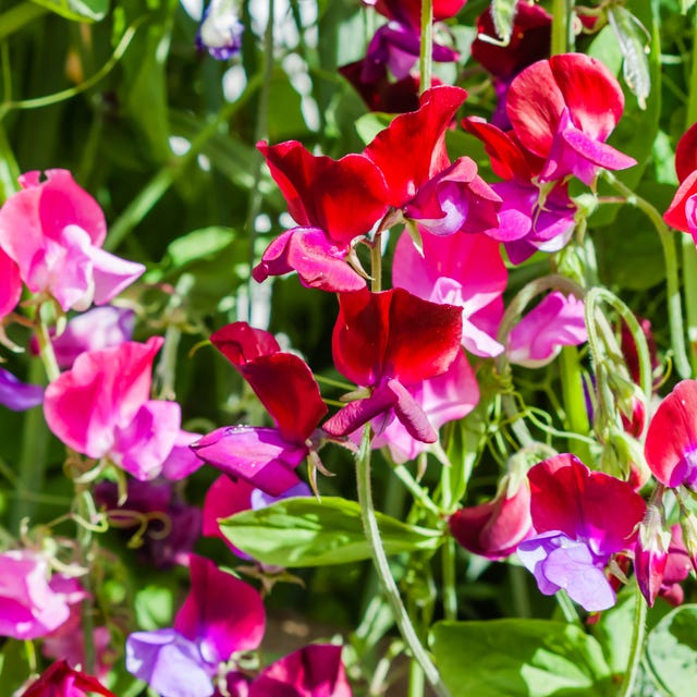 Sweet peas is it okay to pick someone else flowers- Sweet peas