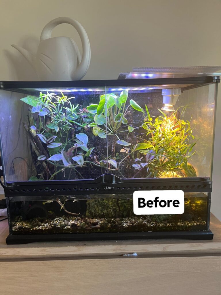Revamped the vampire crab Paludarium Revamped the vampire crab Paludarium