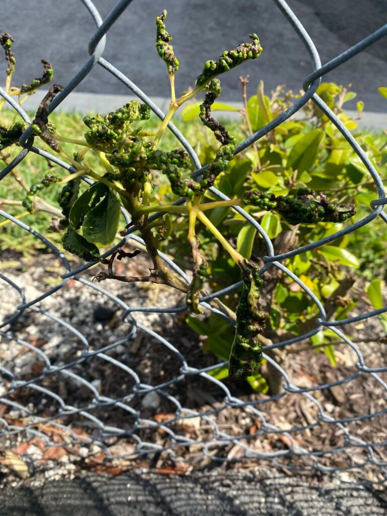 What happened to this shrub?