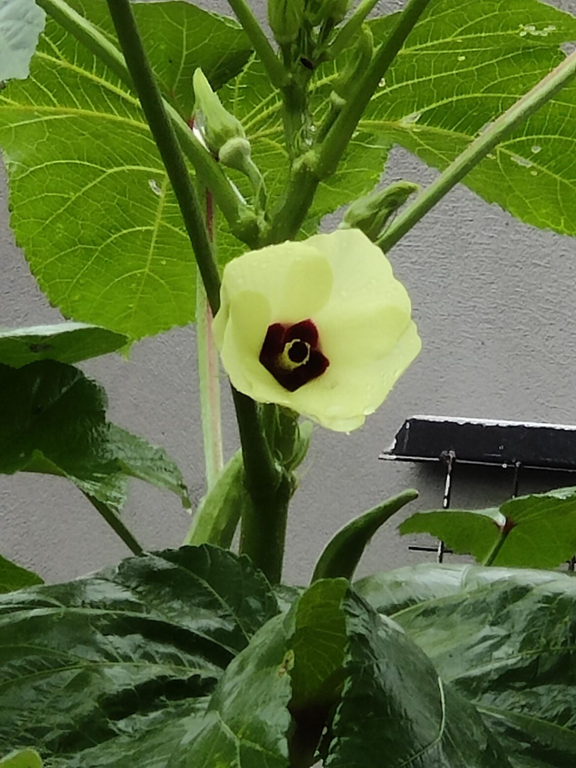 Ochro/Okra Flowers are so beautiful