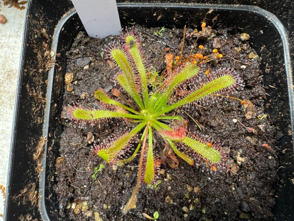 Drosera Identification thoughts?