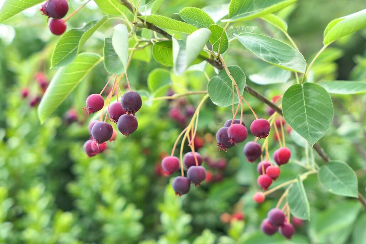 The Best Fruit Trees to Grow in Zone 7, According to Garden Experts The Best Fruit Trees to Grow in Zone 7, According to Garden Experts