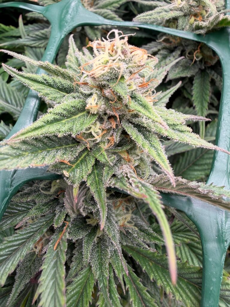 Cinderella 99 (Day 55 of Flower)