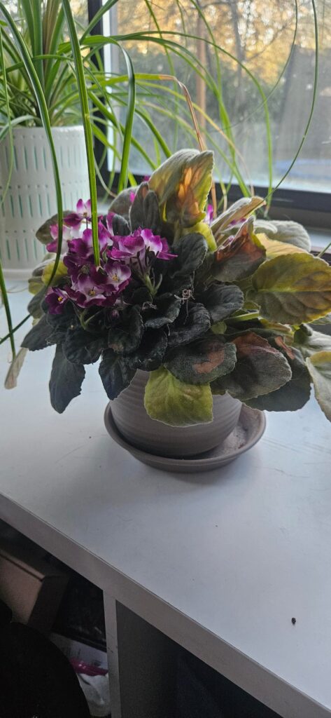 Repot? Less sun? Repot? Less sun?