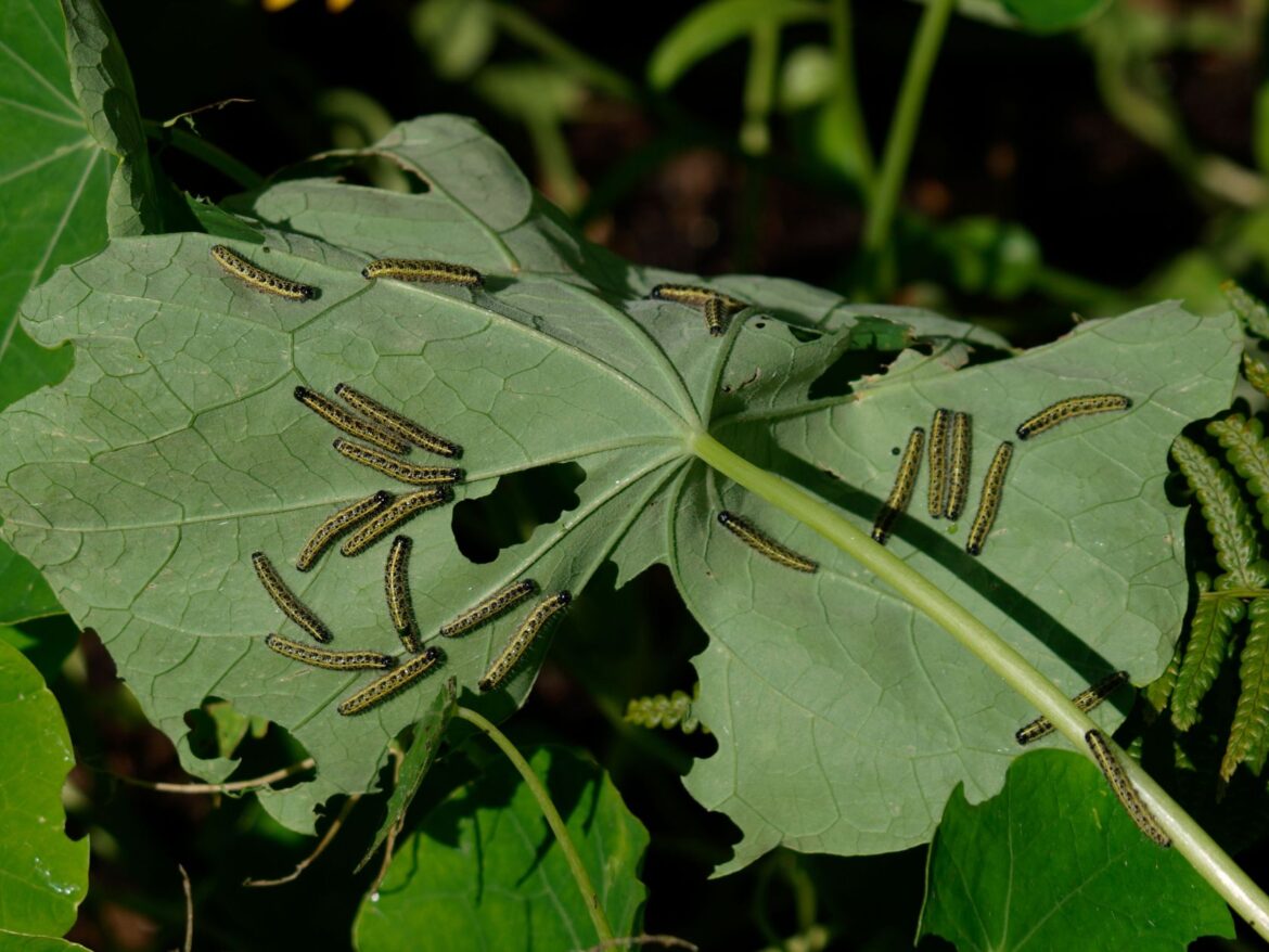 Why caterpillars shouldn’t be viewed as garden pests Why caterpillars shouldn’t be viewed as garden pests