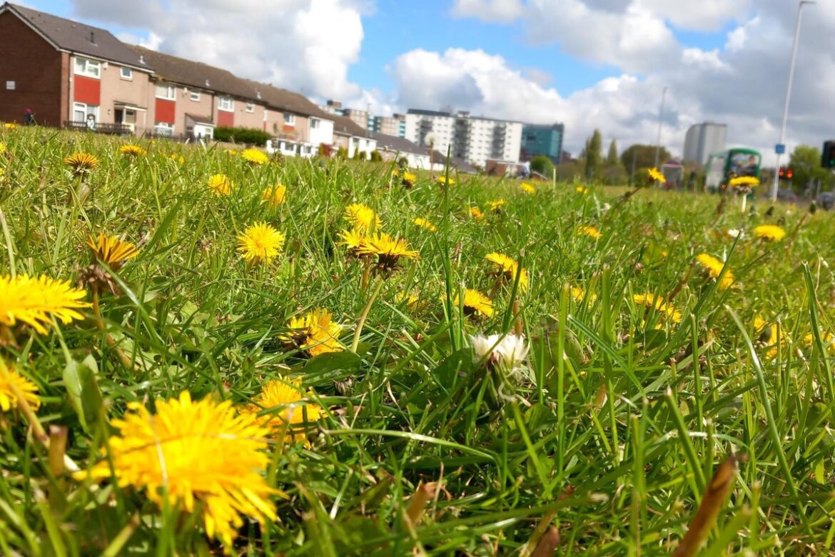What is No Mow May? The benefits of letting your garden flourish What is No Mow May? The benefits of letting your garden flourish