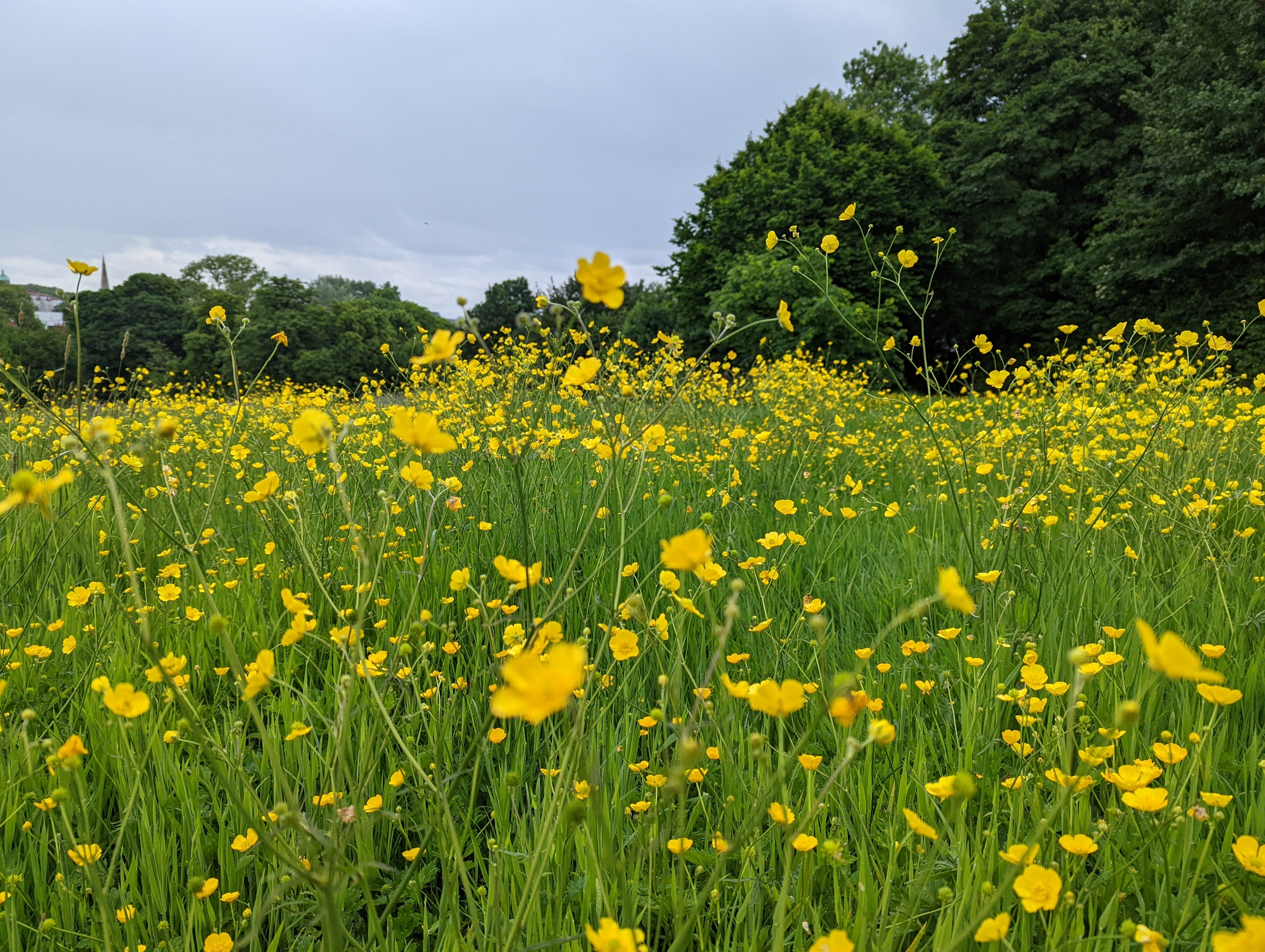 Wilder lawns in the warmer months can help to support bees, pollinators, butterflies, small mammals and other wild