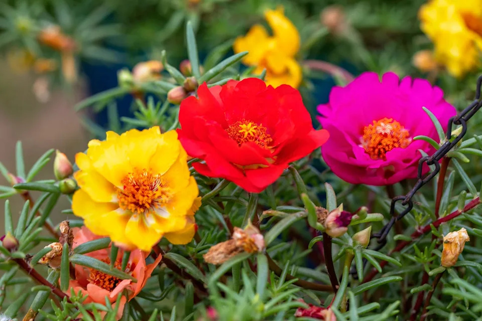 a group of colorful portulaca flowers