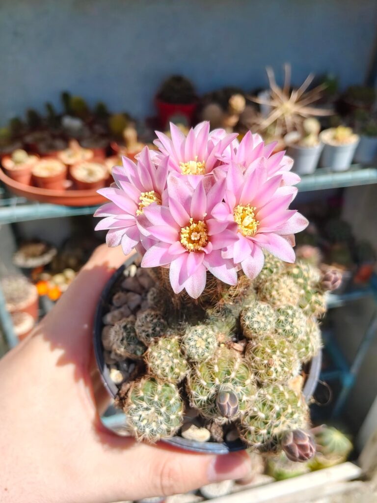 gymnocalycium bruchii showing off as usual