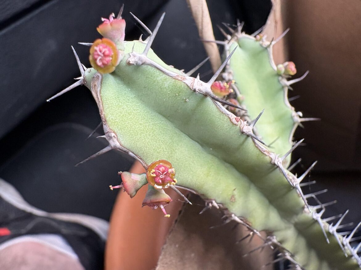 ID help