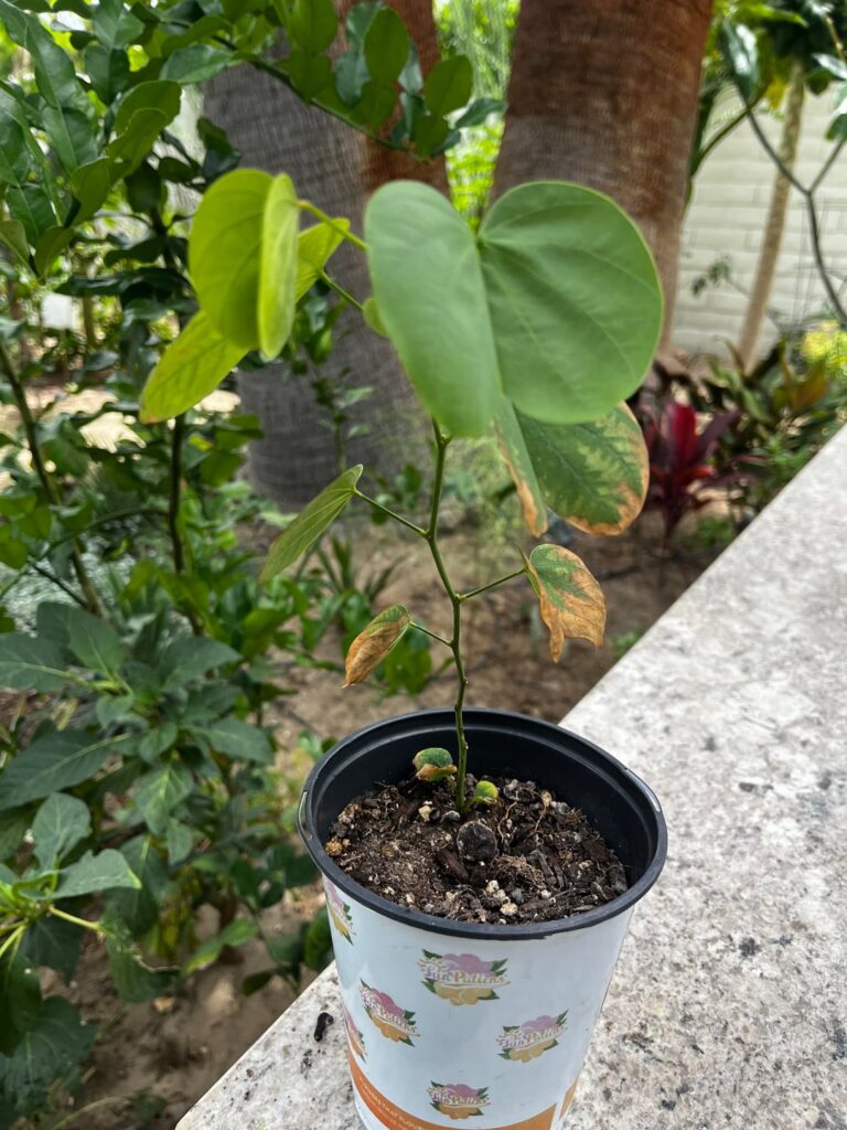 Bauhinia variegata seedling leaf issues