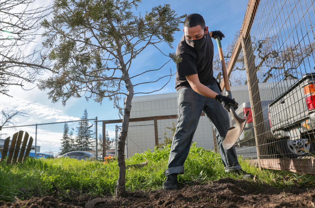 Anthony Briseno works on removing a dead tree from a...