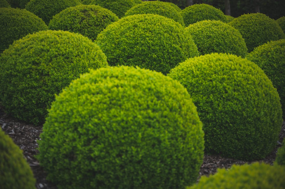 Close-up of fresh green plants in park Close-up of fresh green plants in park