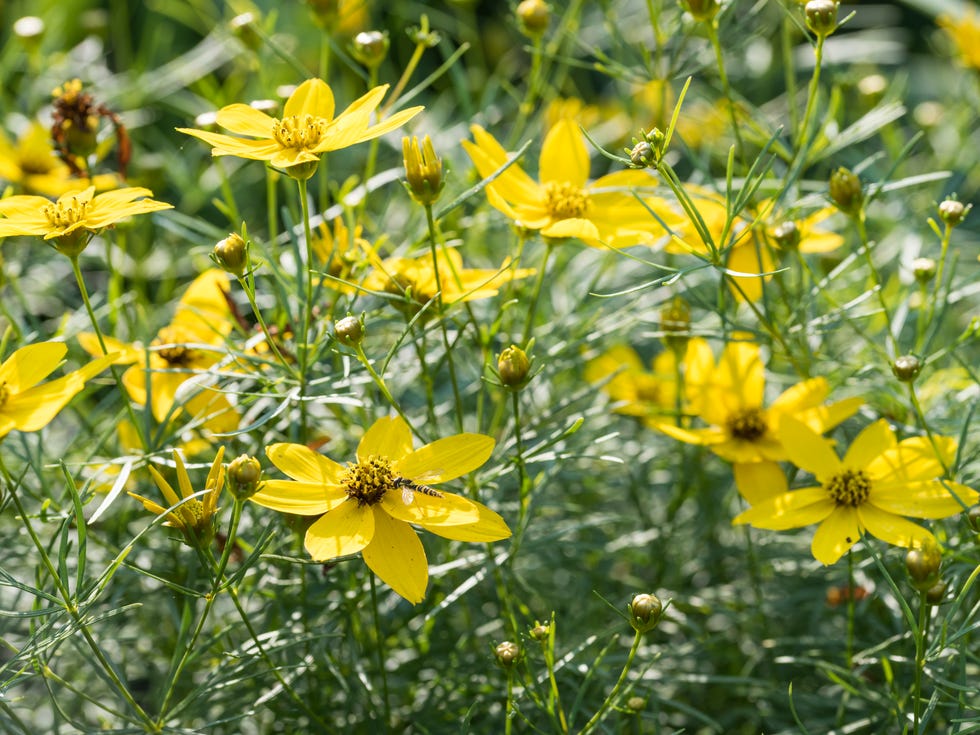 yellow flowers of coreopsis verticillata close up yellow flowers of coreopsis verticillata close up