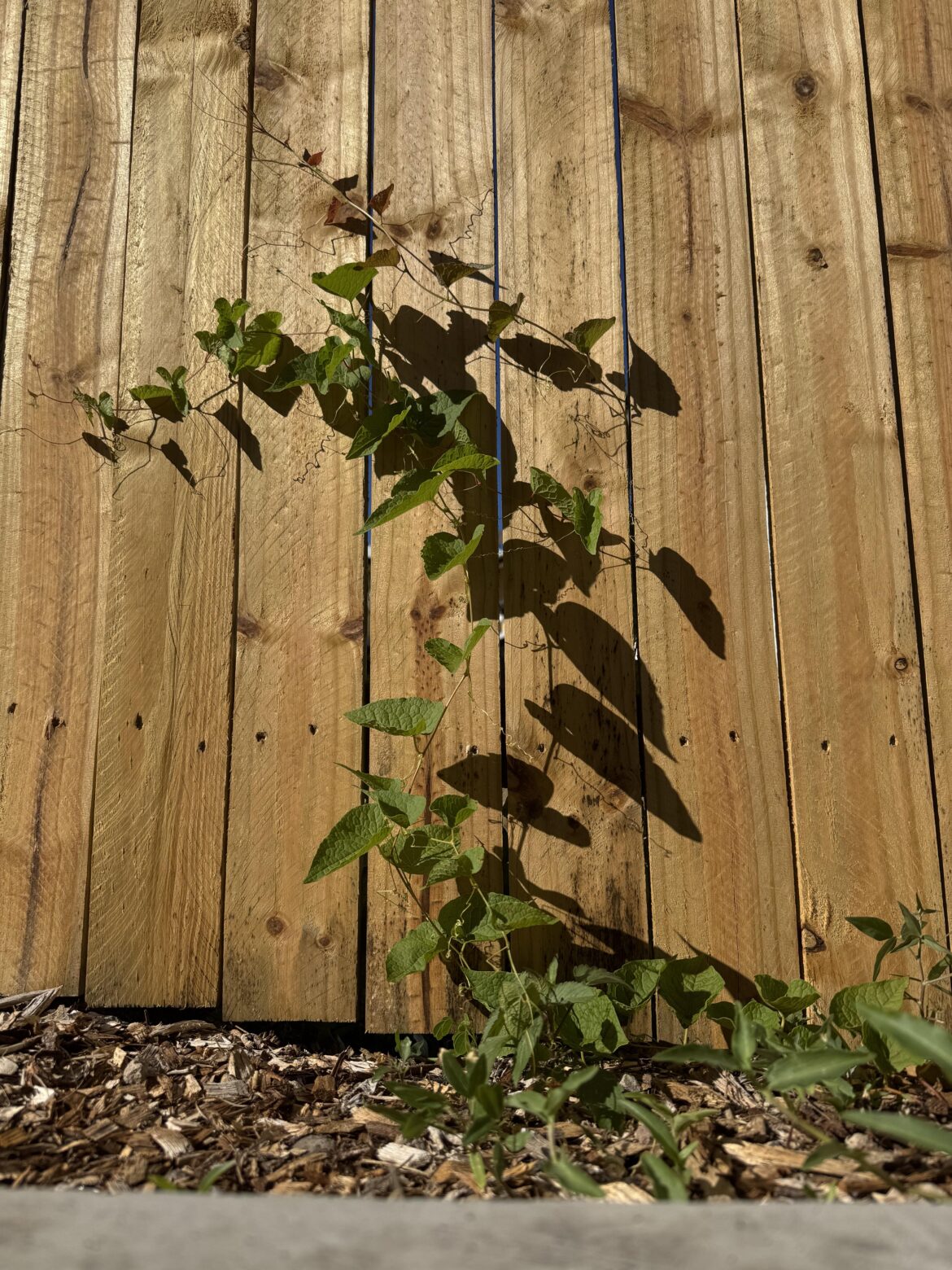 What weed is this in my Brisbane backyard? TIA