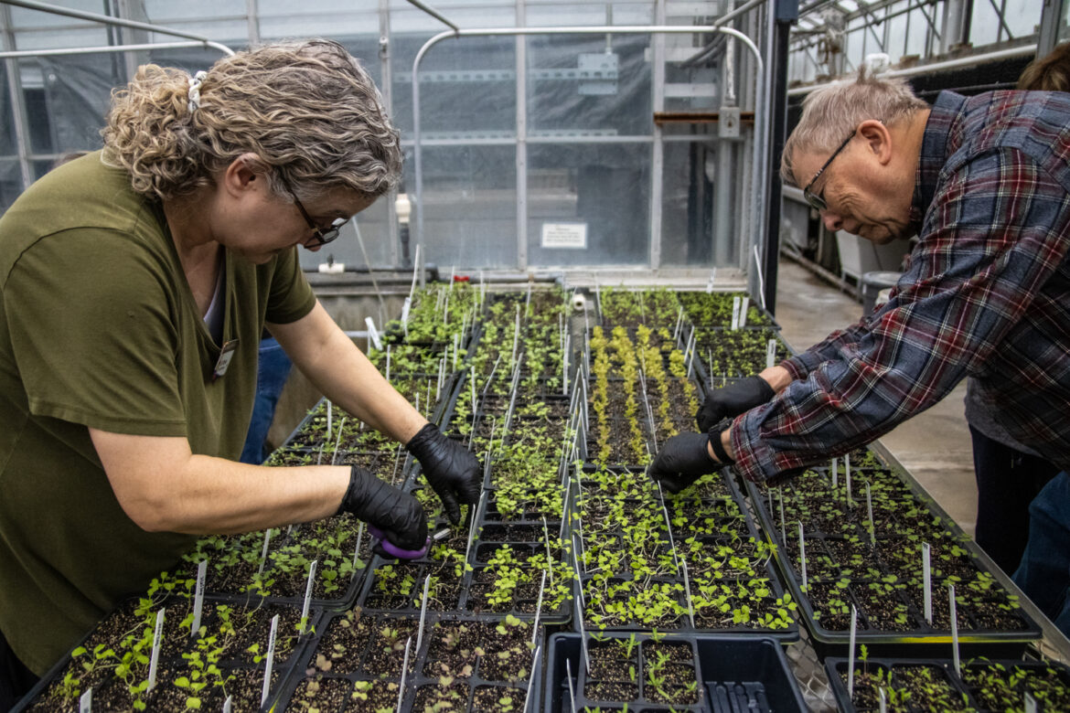 Master Gardeners plant spaces for CU Master Gardeners plant spaces for CU