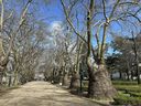A row of London plane trees are shown in Porto, Portugal in March 2026. (John DeGroot photo)