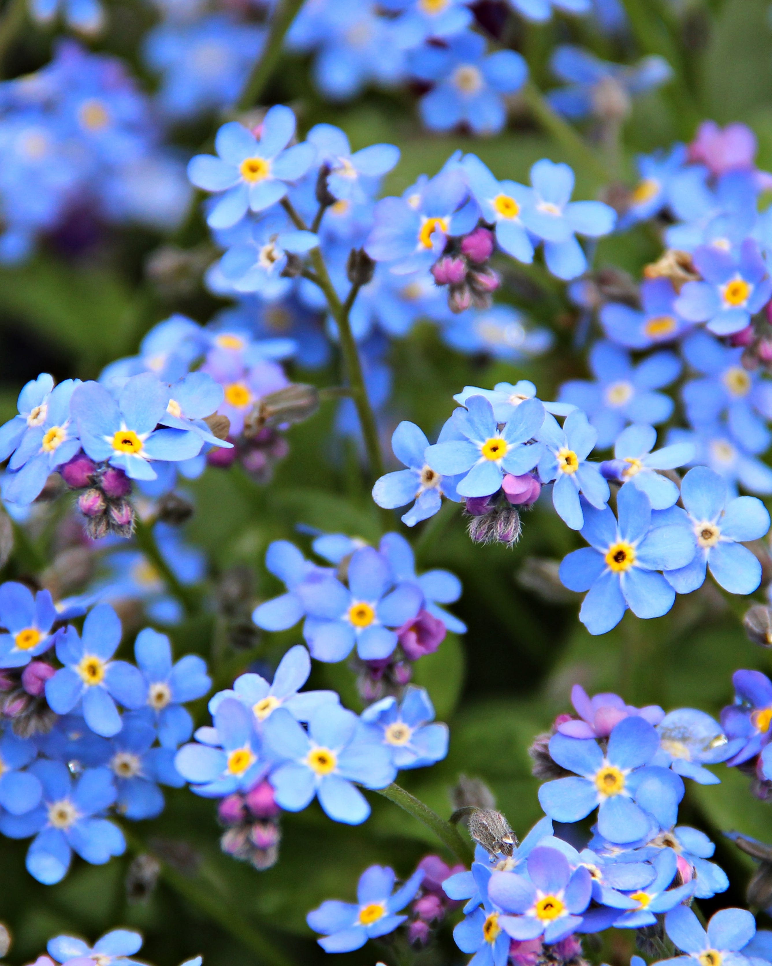 forget me not flowers in garden.