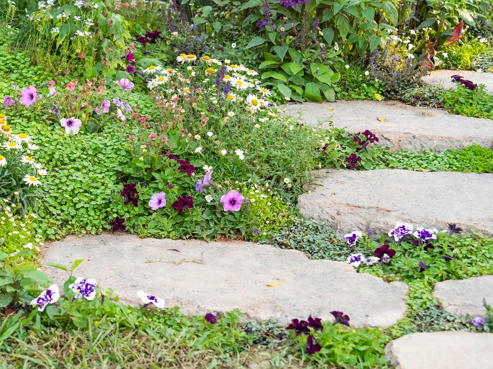 landscaping in the garden. the path in the garden.