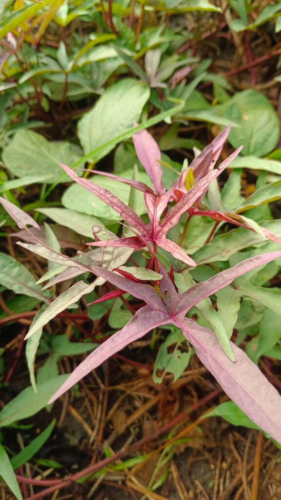 Purple Sweet Potato