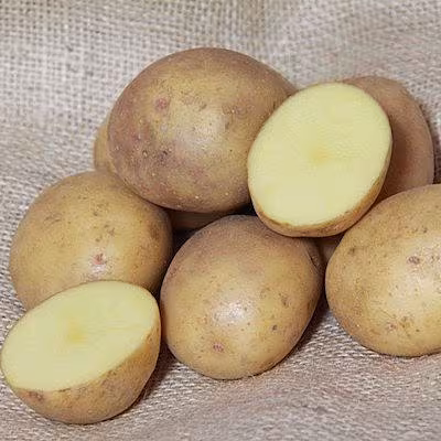 Colleen Seed Potatoes