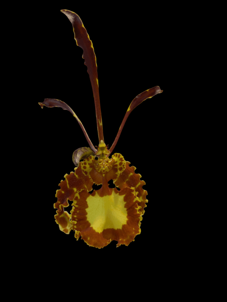 Psychopsis mariposa Psychopsis mariposa