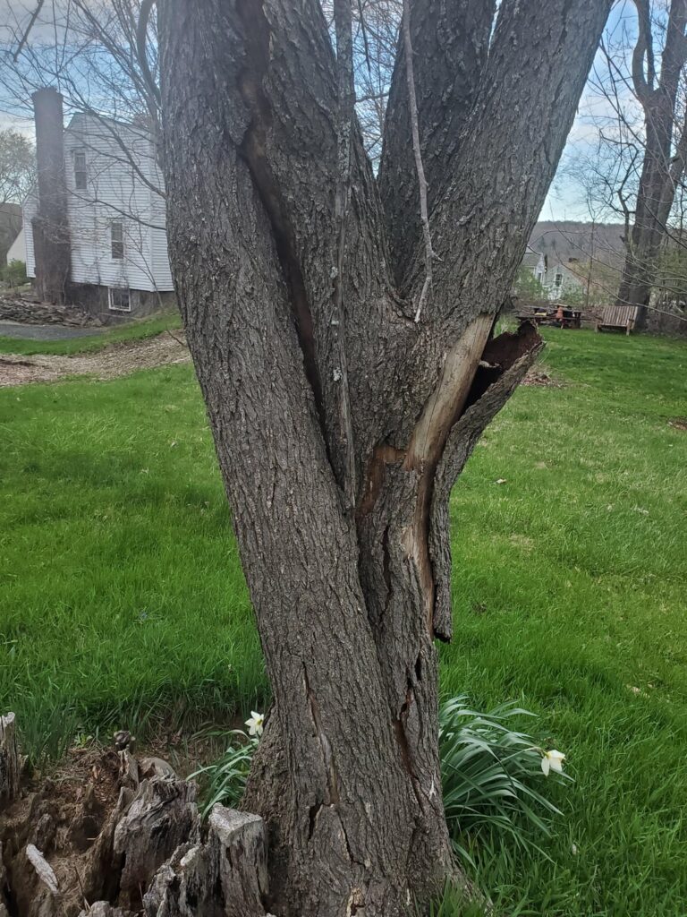Is this tree deceased?
