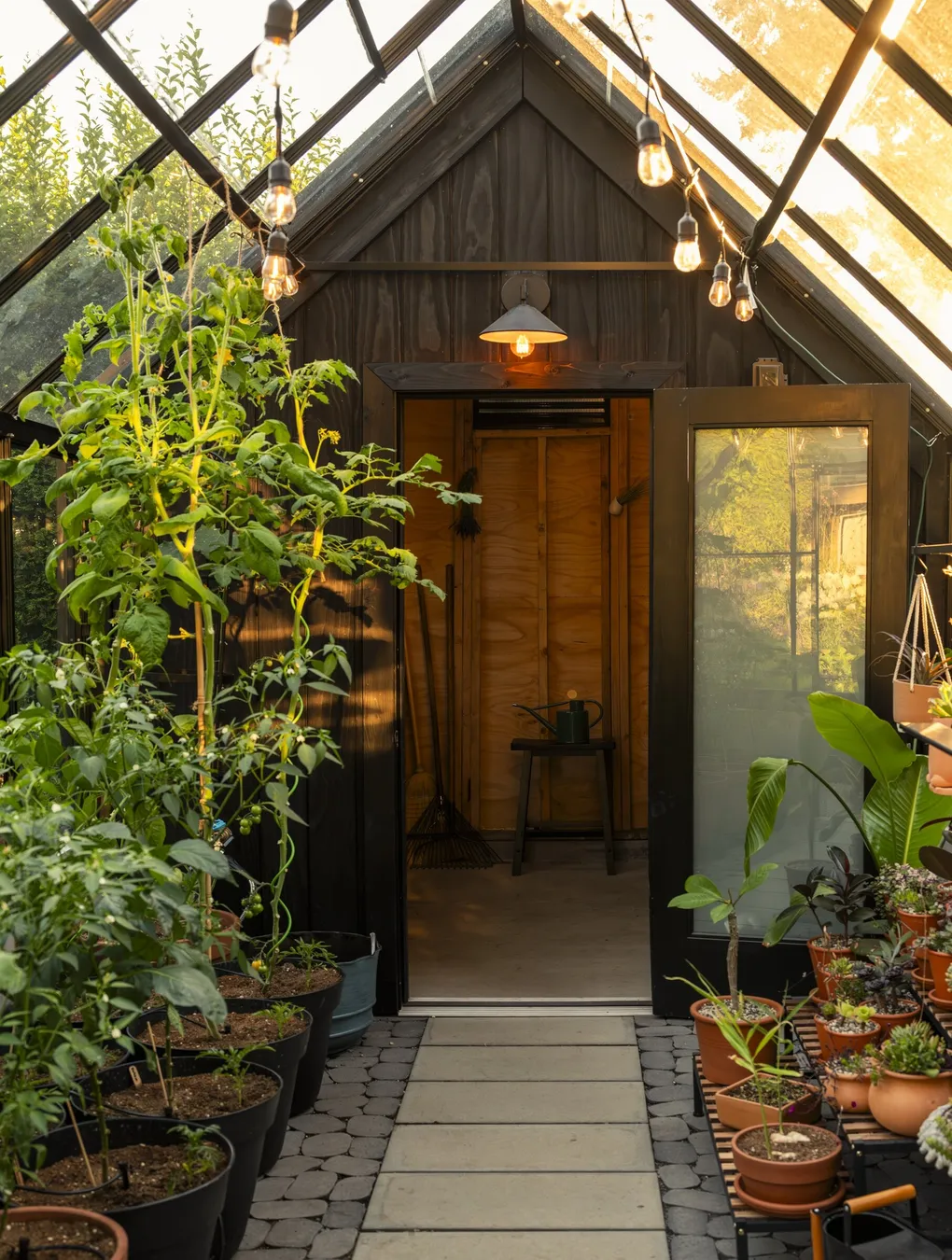 Containers filled with tomato plants thrive within the warmth and shelter of the greenhouse; permeable paving leads to the attached potting shed. (Kyle Johnson, courtesy of Analog Architecture and Design)