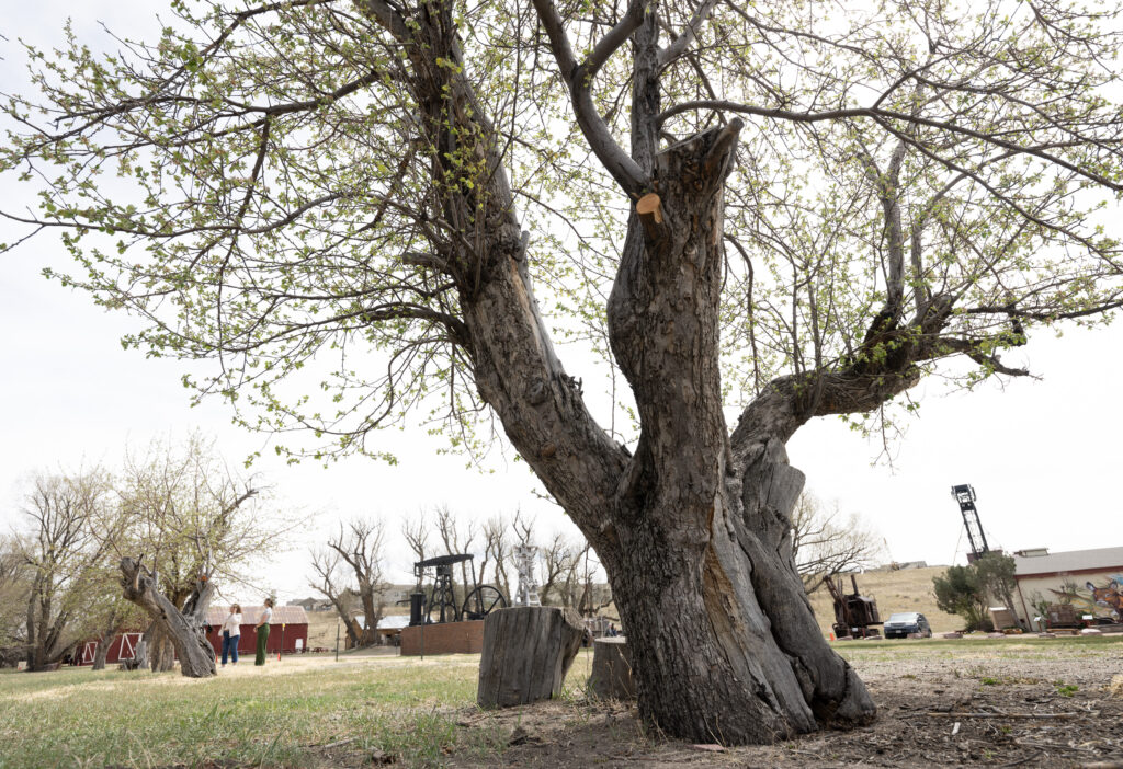 Apple tree thought extinct, rediscovered in Colorado Springs Apple tree thought extinct, rediscovered in Colorado Springs