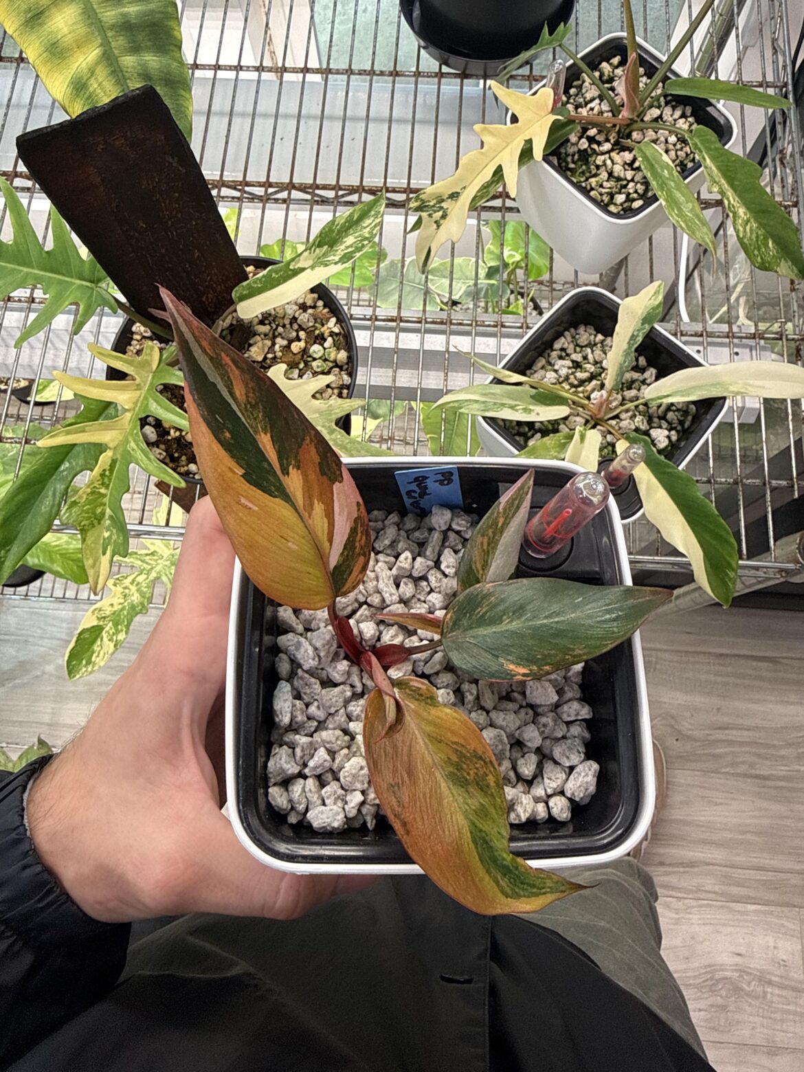 Need more info on this quad color PP
