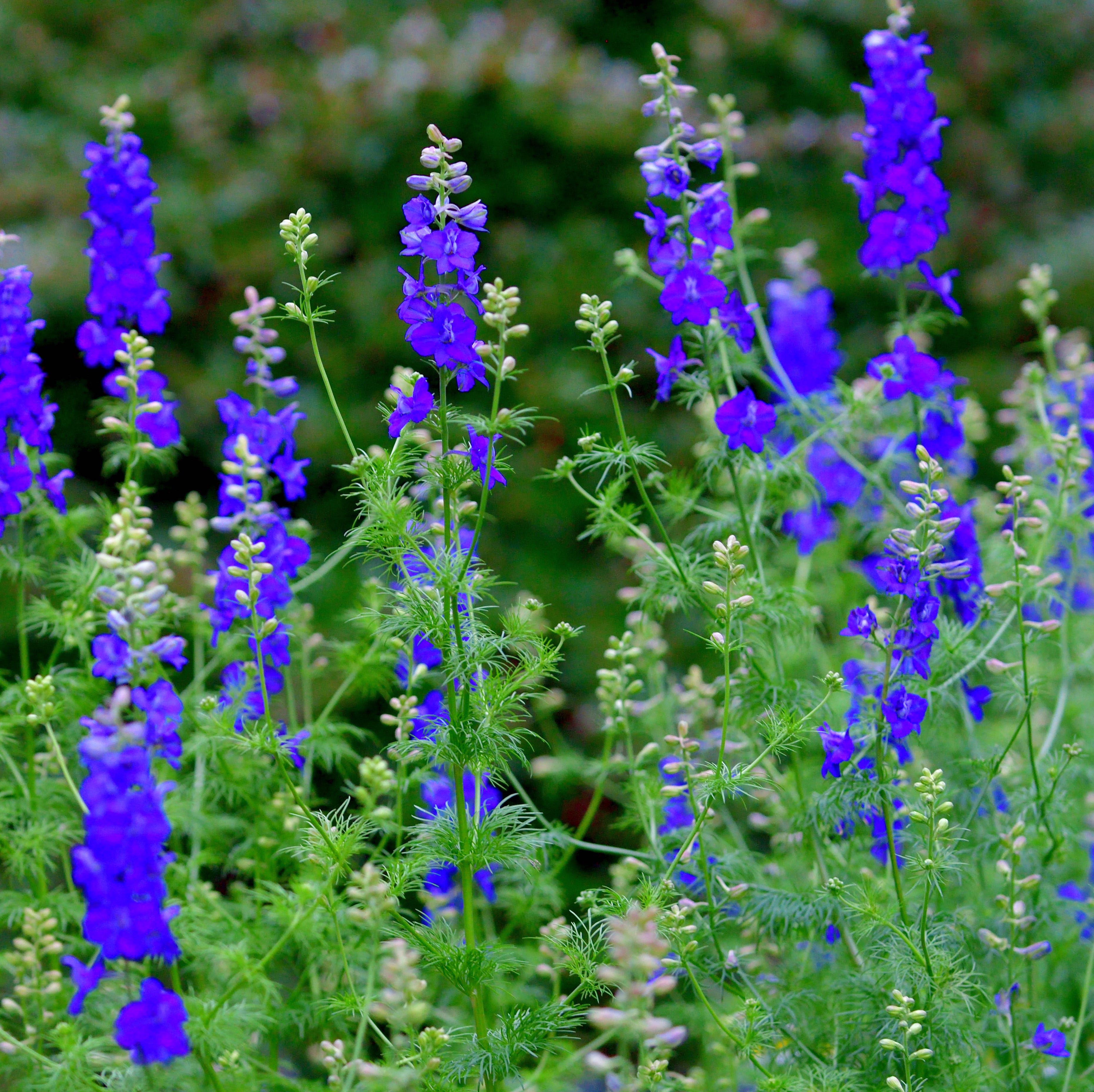 delphinium flowers