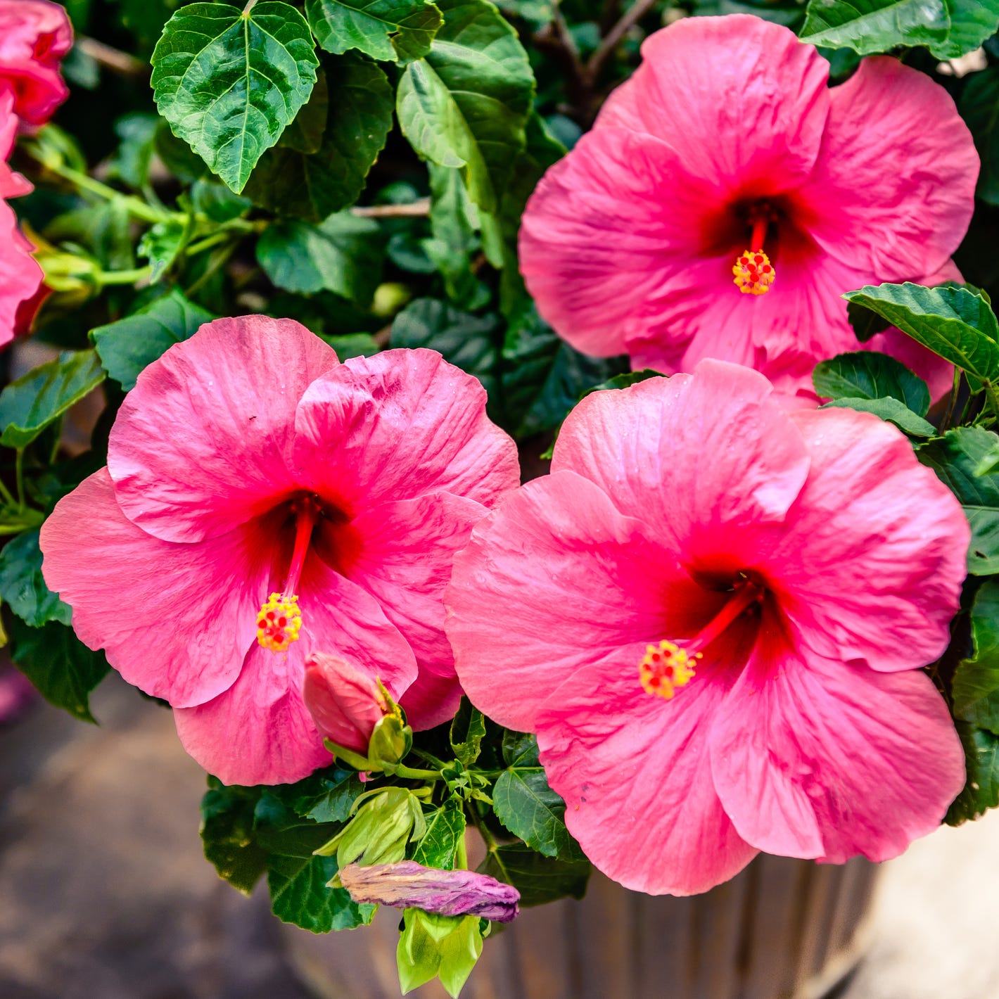 best patio plants