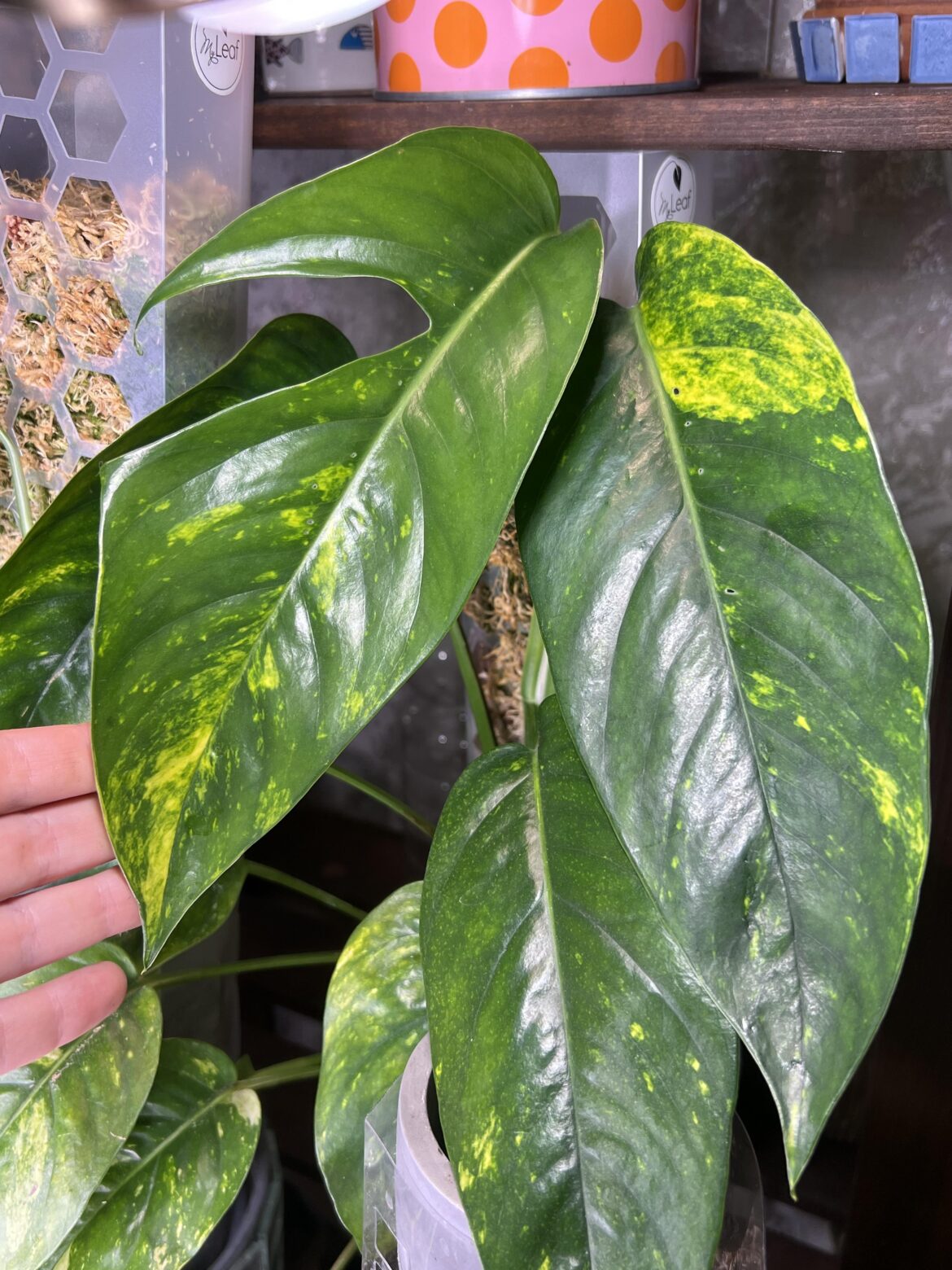 First mature fenestration on my epipremnum pinnatum!