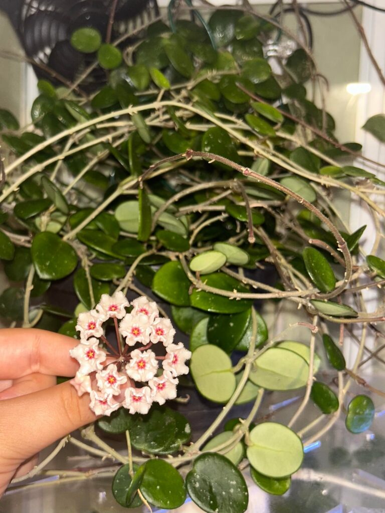 My hoyas in bloom 🌼