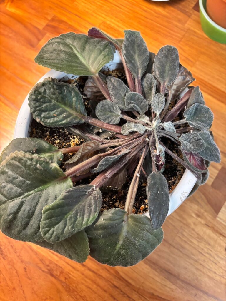 Can I save her?