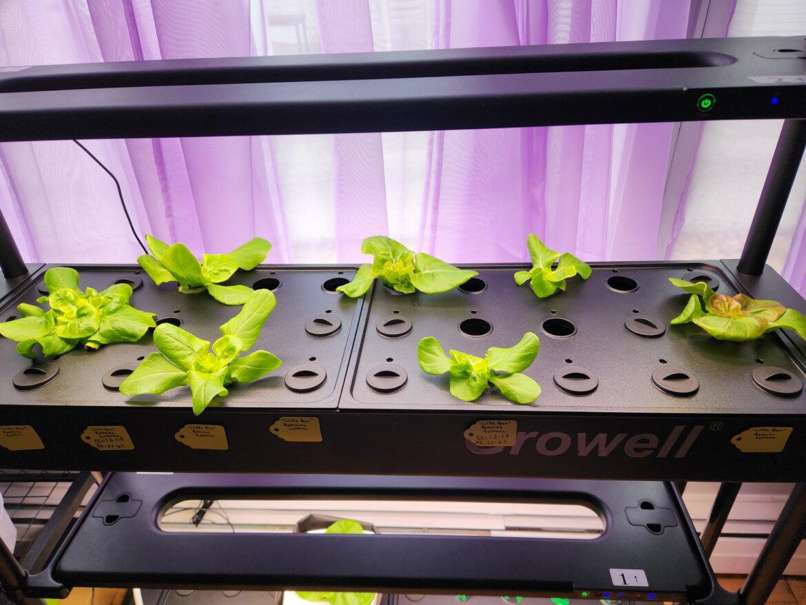 Show me how crowded is okay… lettuce Show me how crowded is okay... lettuce