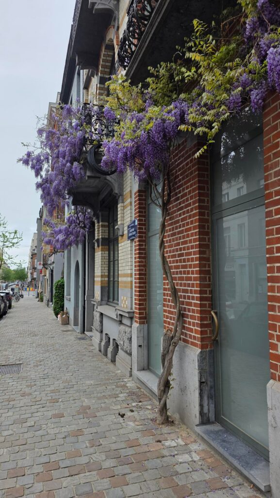 Look how nice this plant is!! I saw it in Belgium and I think it s the first time I’ve seen it. It is really interesting how it grows from such a small piece of ground. Do you know the name of it? Would I be able to grow it outdoors in LA? Look how nice this plant is!! I saw it in Belgium and I think it s the first time I've seen it. It is really interesting how it grows from such a small piece of ground. Do you know the name of it? Would I be able to grow it outdoors in LA?