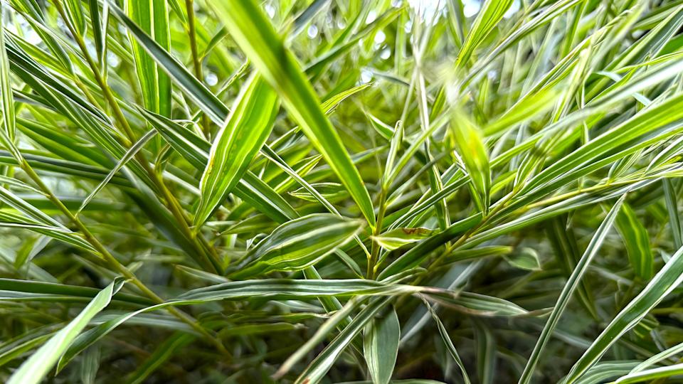 Clumping bamboo