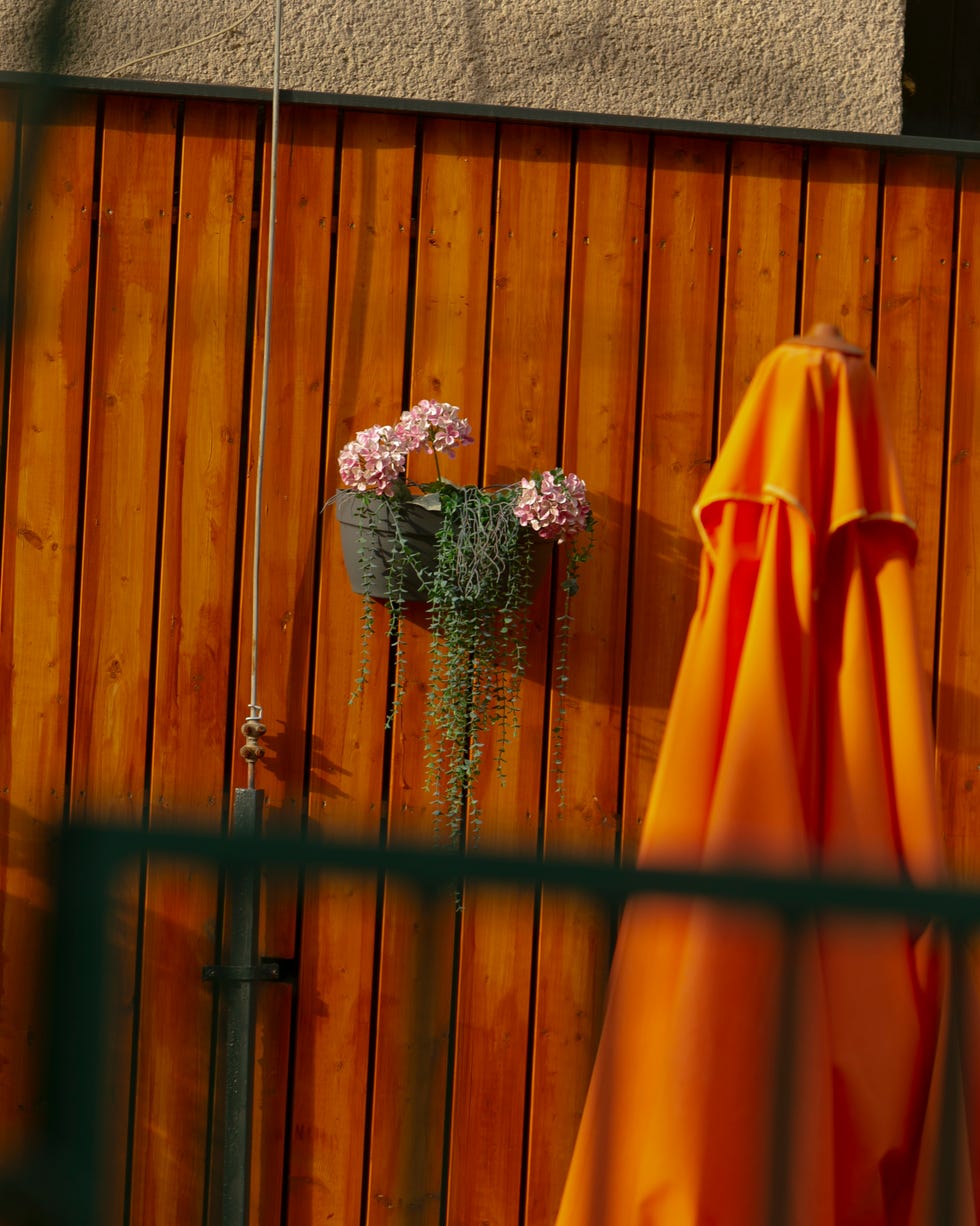 Bold orange fence calm dusk moment on charming patio, tranquil scene featuring umbrella and blooming hydrangea, evening courtyard display with pink flowers hanging from wooden fence and prepared decor