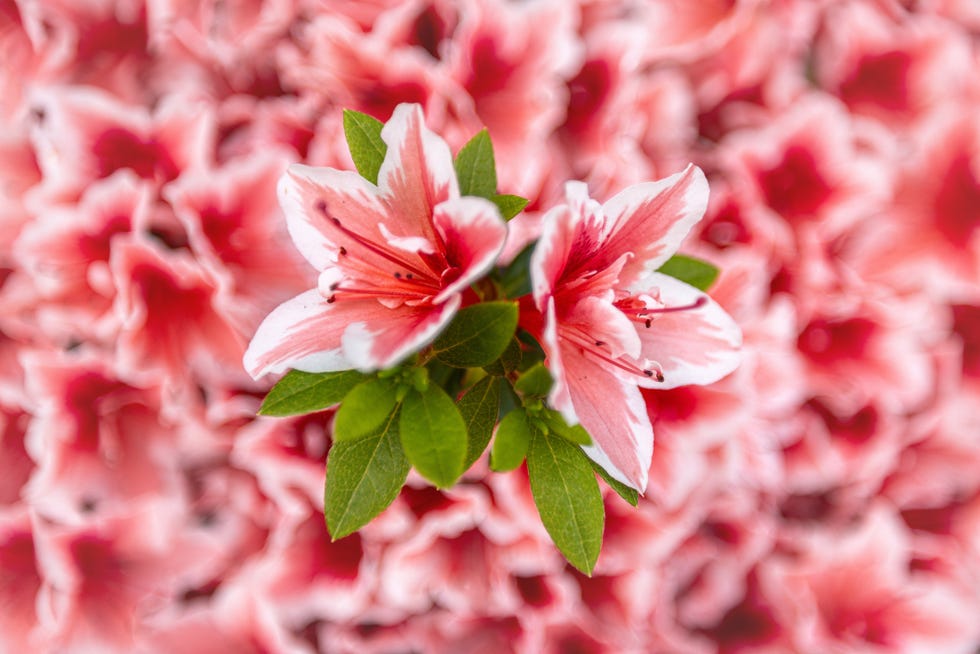 closeup view of pink and white azalea flowers